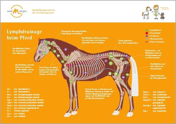 Poster Lymphdrainage Pferd Praxisausstattung Fachliteratur