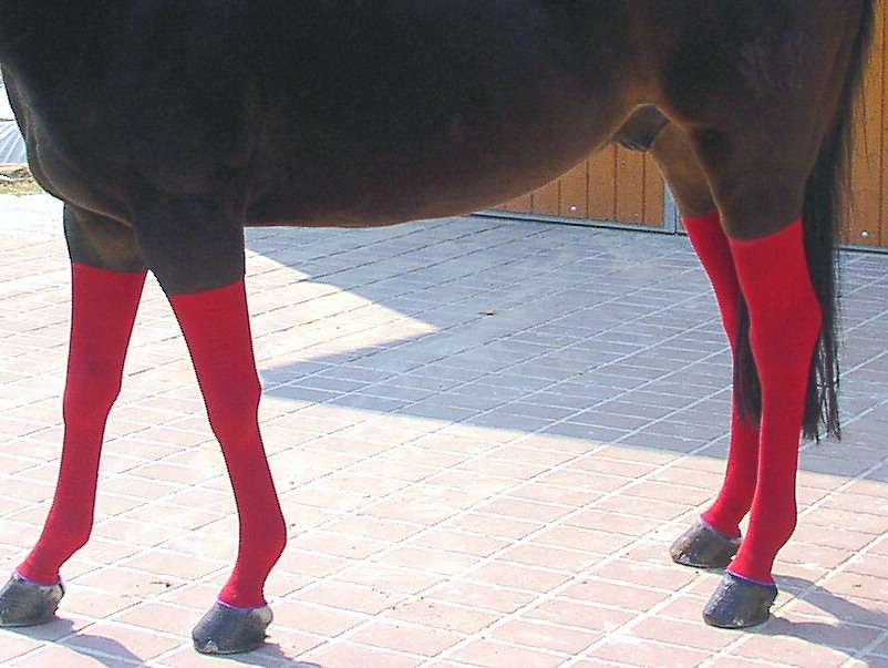 kompressionsstrümpfe pferd