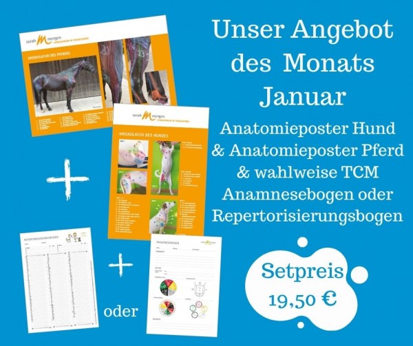 Zwei Anatomieposter mit TCM-Anamnesebogen oder Repertorisierungsbogen