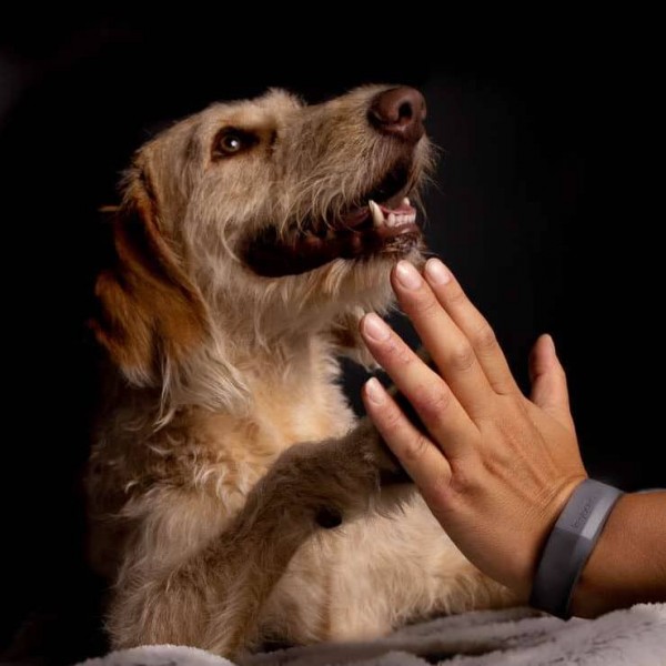 keyoona - dog-beats - Entspannung für Hunde