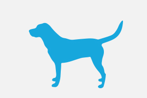 Krankheiten-kategorie-hund