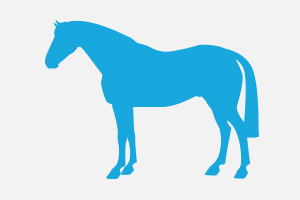 Krankheiten-kategorie-pferd