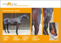 Anatomieposter Pferd