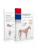 Muskelatlas Pferd Muskelatlas Pferd